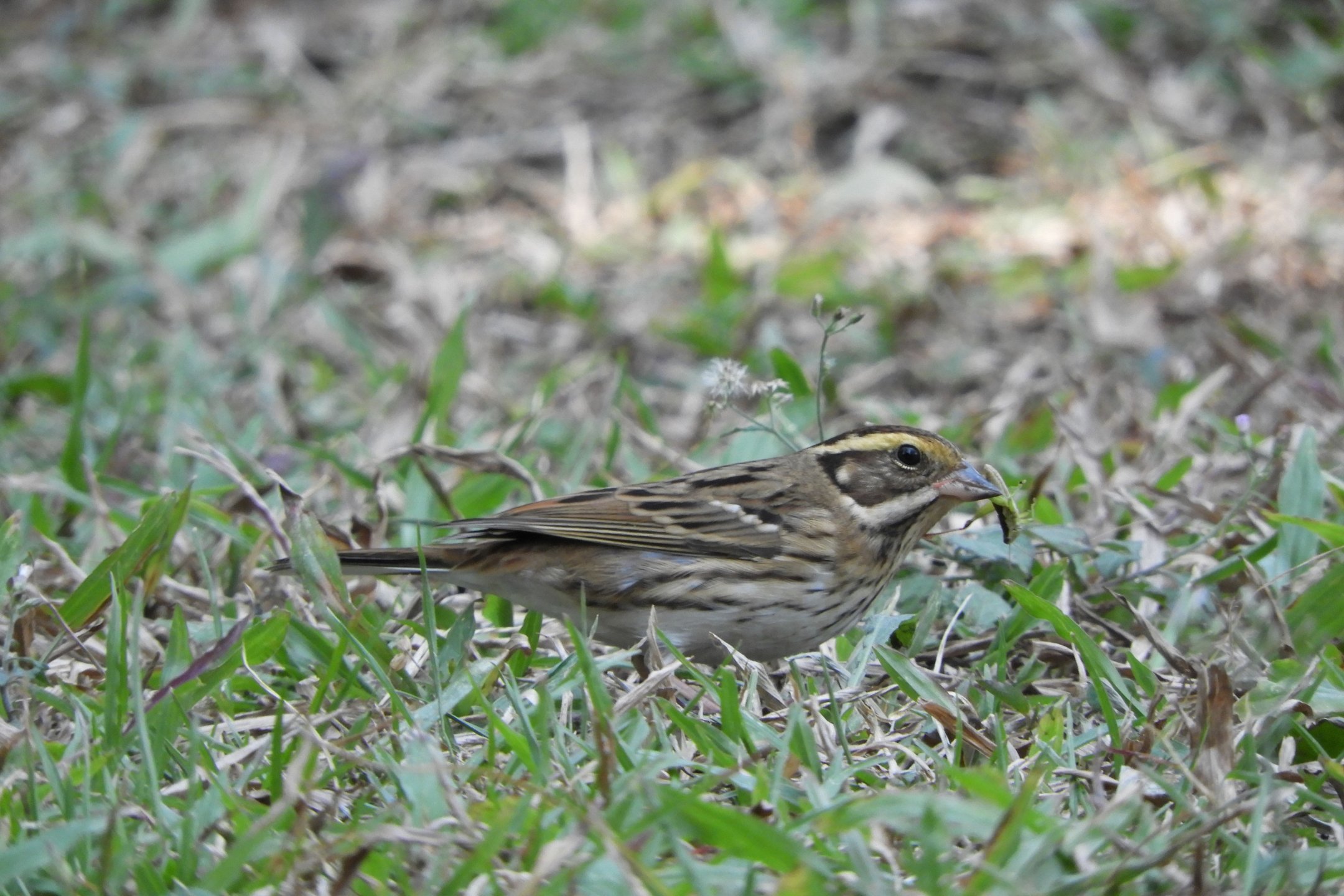 稀有候鳥黃眉鵐現身科博館！呼籲民眾開啟「賞鳥勿擾模式」