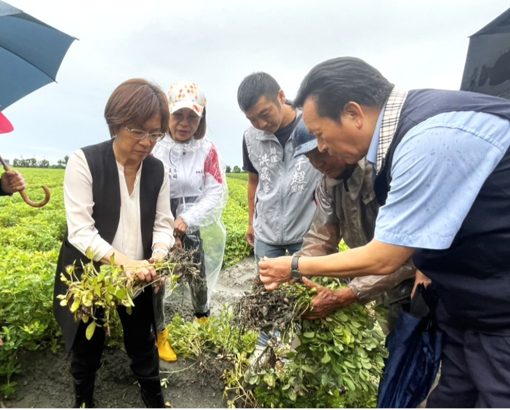 豪雨重創彰化花生產區 赴大城勘災 籲中央及早核定災害補助啟動救助