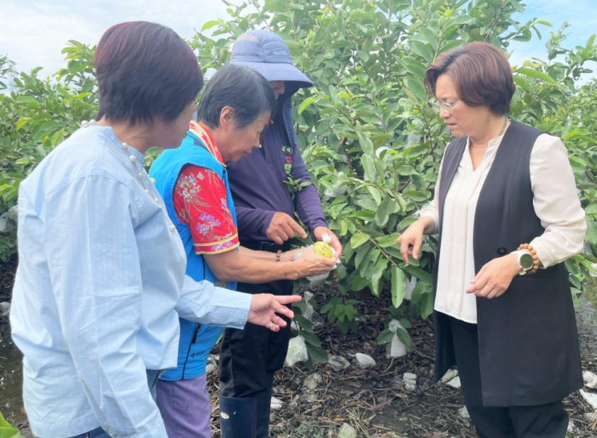 米克拉颱風外圍環流及西南氣流豪雨重創彰化農作！ 縣長王惠美現勘溪州芭樂疾呼中央：其餘未列品項應從寬納入天災現金救助