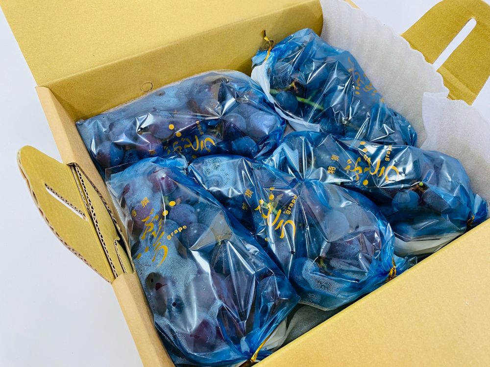 草悟堂一條根加味芙蓉精油貼布