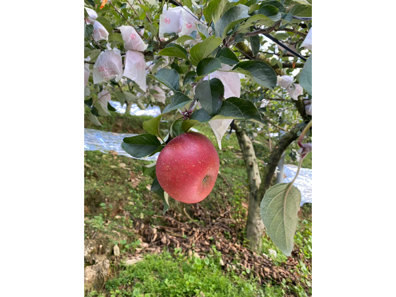 榮信果園~蜜蘋果