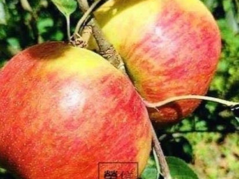 榮信果園~蜜蘋果